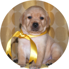 女の子(黄色リボン母エメラルド)